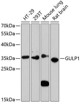 GULP1 Polyclonal Antibody (E-AB-65438)