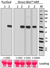 Direct-Blot™ HRP anti-human IgG1 Fc Antibody (410604)