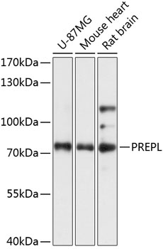 PREPL Polyclonal Antibody (E-AB-64985)