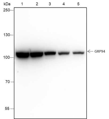 Recombinant GRP94 Monoclonal Antibody (AN301542L)