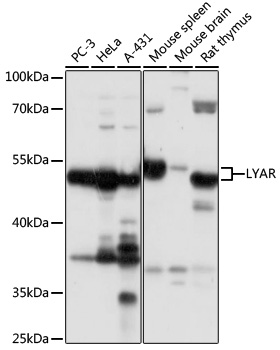 LYAR Polyclonal Antibody (E-AB-91888)