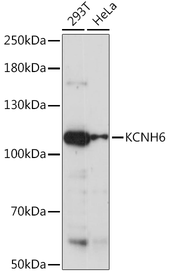 KCNH6 Polyclonal Antibody (E-AB-91189)