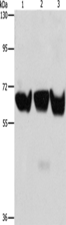 ADRA1B Polyclonal Antibody (E-AB-16154)