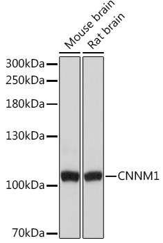 CNNM1 Polyclonal Antibody (E-AB-91708)