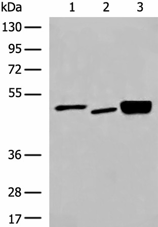 DMTN Polyclonal Antibody (E-AB-17886)