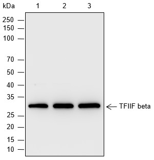 Recombinant TFIIF beta Monoclonal Antibody (AN302060L)