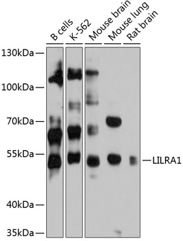 LILRA1 Polyclonal Antibody (E-AB-90344)