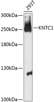 KNTC1 Polyclonal Antibody (E-AB-90566)