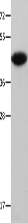 MAP2K6 Polyclonal Antibody (E-AB-10446)