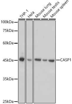 CASP1 Polyclonal Antibody (E-AB-93322)