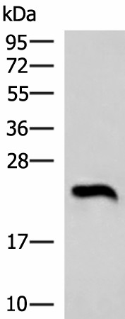NEUROG3 Polyclonal Antibody (E-AB-18242)