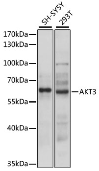 AKT3 Polyclonal Antibody (E-AB-90528)