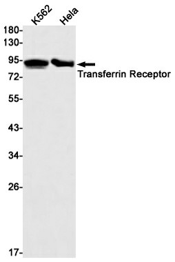 Recombinant Transferrin Receptor 1 Monoclonal Antibody (E-AB-81490)