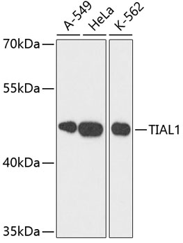 TIAL1 Polyclonal Antibody (E-AB-65530)