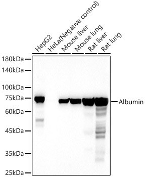 Albumin Polyclonal Antibody (E-AB-68306)
