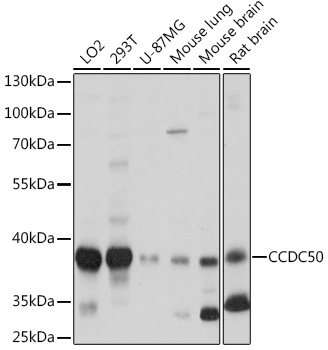 CCDC50 Polyclonal Antibody (E-AB-91928)