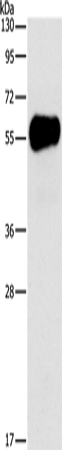 AMY2A Polyclonal Antibody (E-AB-14766)