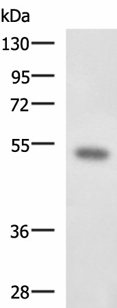 FOXQ1 Polyclonal Antibody (E-AB-17974)