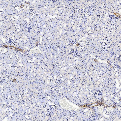COL1A1 Polyclonal Antibody (E-AB-70322)