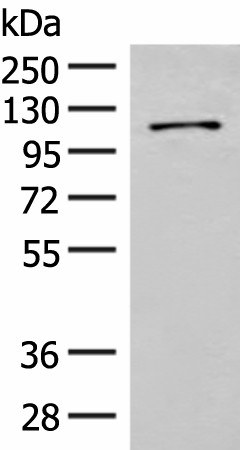FANCB Polyclonal Antibody (E-AB-19852)