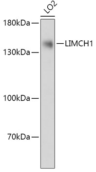 LIMCH1 Polyclonal Antibody (E-AB-91851)