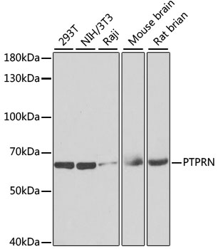 PTPRN Polyclonal Antibody (E-AB-62887)