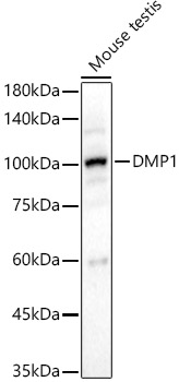 DMP1 Polyclonal Antibody (E-AB-68326)
