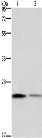 EMC8 Polyclonal Antibody (E-AB-14013)