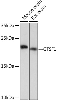 GTSF1 Polyclonal Antibody (E-AB-92082)
