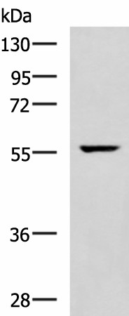 TRAF6 Polyclonal Antibody (E-AB-18251)