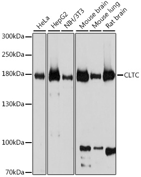 CLTC Polyclonal Antibody (E-AB-64163)