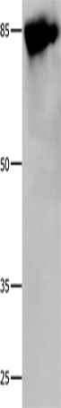 Caldesmon Polyclonal Antibody (E-AB-13956)