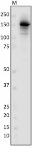 Anti-E. coli RNA Polymerase β Antibody (663903)