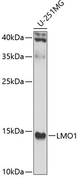 LMO1 Polyclonal Antibody (E-AB-92782)