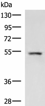 ONECUT1 Polyclonal Antibody (E-AB-18088)