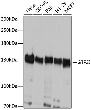 GTF2I Polyclonal Antibody (E-AB-64173)