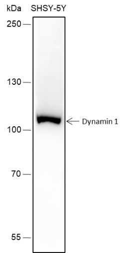 Recombinant Dynamin 1 Monoclonal Antibody (AN301508L)
