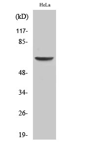 EAAT1 Polyclonal Antibody (E-AB-31258)