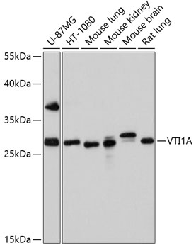 VTI1A Polyclonal Antibody (E-AB-63813)