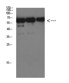 Luciferase Monoclonal Antibody (E-AB-22134)