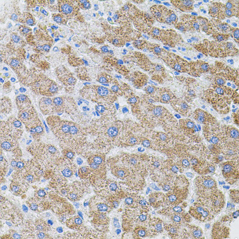 PIK3CG Polyclonal Antibody (E-AB-67781)