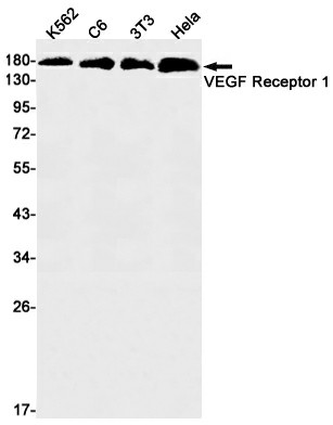 Recombinant VEGF Receptor 1 Monoclonal Antibody (E-AB-81493)