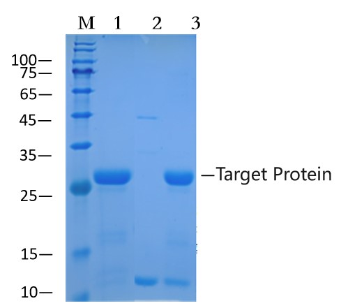 Streptavidin agarose gel (EA-IP-011)