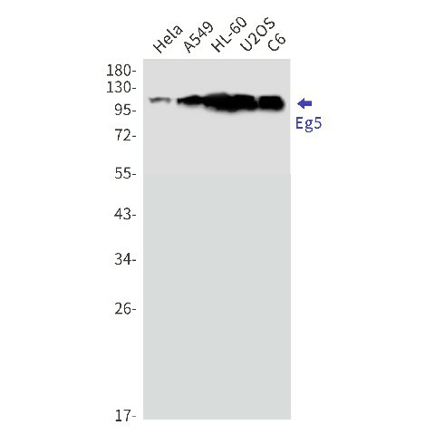 Recombinant Eg5 Monoclonal Antibody (E-AB-81504)