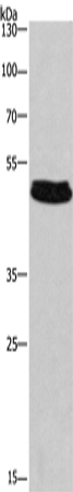 SEPT7 Polyclonal Antibody (E-AB-14854)