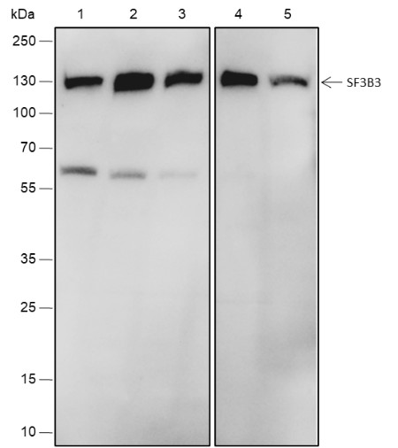 Recombinant SF3B3 Monoclonal Antibody (AN301841L)