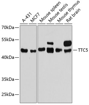 TTC5 Polyclonal Antibody (E-AB-90620)