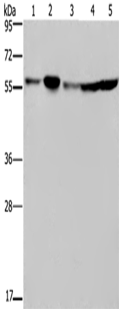 NUP50 Polyclonal Antibody (E-AB-15266)