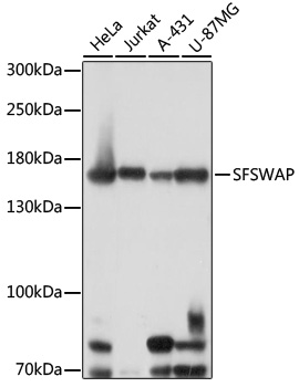 SFSWAP Polyclonal Antibody (E-AB-91668)