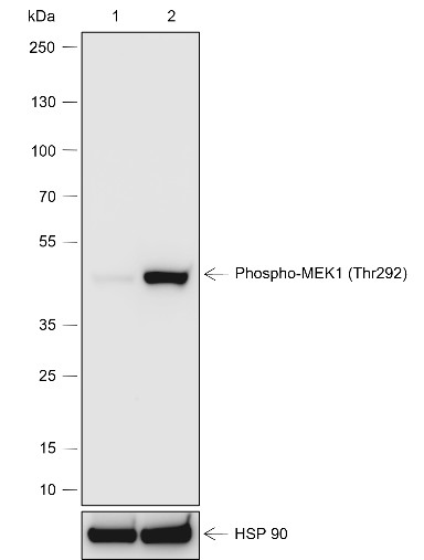 Recombinant Phospho-MEK1 (Thr292) Monoclonal Antibody (AN302097L)